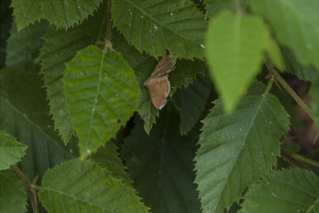 Da identificare - Endotricha flammealis, Pyralidae